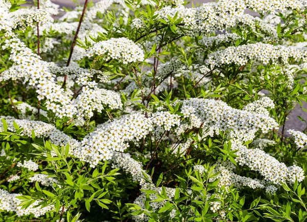 Alanlara cinerea Grefsheim beyaz çiçek yellowe polen ile bahar sezonu Avrupa'nın çiçek açan 