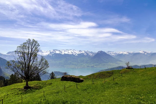 Landscape View Lucern Lake Apls Mountain Grass Flower Spring Season — Stock Photo, Image