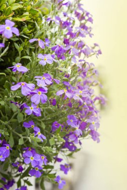 Bahçesinde mor dame's roket çiçek ağaç (hesperis matronalis)