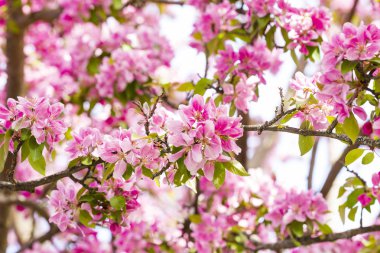 Pembe Japon cherry veya sakura çiçek (Prunus serrulata veya Kanzan) Avrupa'nın çiçek açan