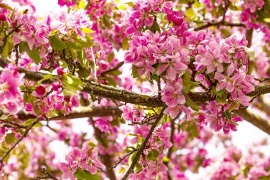 Pembe Japon cherry veya sakura çiçek (Prunus serrulata veya Kanzan) Avrupa'nın çiçek açan