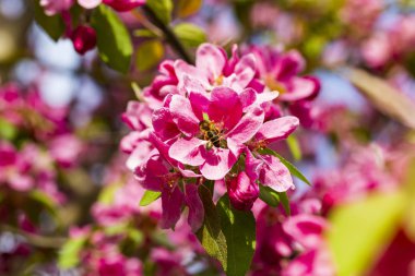 Pembe Japon cherry veya sakura çiçek (Prunus serrulata veya Kanzan) Avrupa'nın çiçek açan