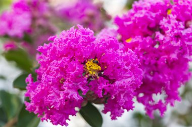 Pembe krep myrtle çiçek (lagerstroemia) sarı polen ile kapatmak