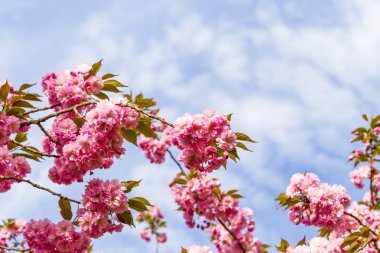 Pembe Japon cherry veya sakura çiçek (Prunus serrulata veya Kanzan) Avrupa'nın çiçek açan
