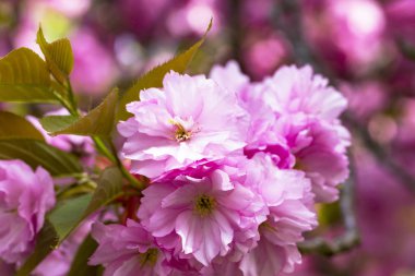 Pembe Japon cherry veya sakura çiçek (Prunus serrulata veya Kanzan) Avrupa'nın çiçek açan