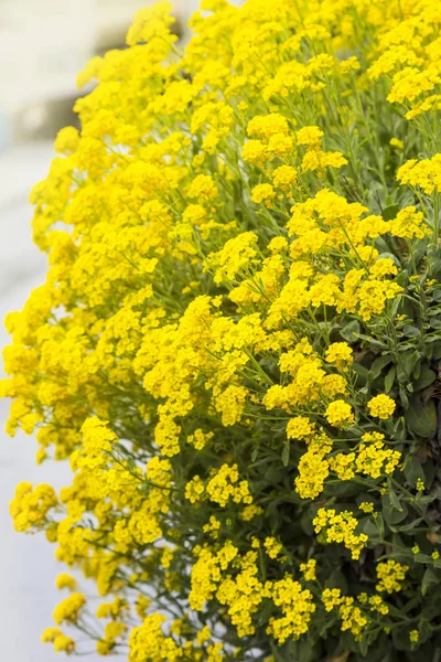 Nahaufnahme Gelbe Rapsblüte Brassica Napus Der Wand — Stockfoto