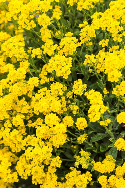 Flor Amarilla Colza Brassica Napus — Foto de Stock