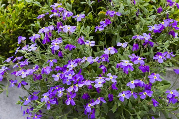 Bahçesinde mor dame's roket çiçek ağaç (hesperis matronalis)