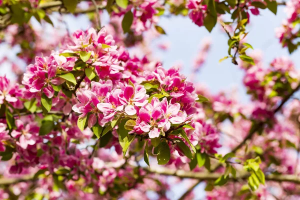 Цветущие Розовые Японские Вишни Цветы Сакуры Prunus Serrulata Kanzan Европе — стоковое фото