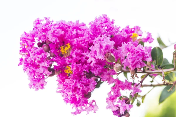 Közelről Rózsaszín Gyászszalagot Mirtusz Virág Lagerstroemia Sárga Virágpor — Stock Fotó