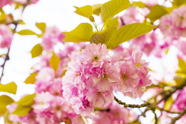 Цветущие Розовые Японские Вишни Цветы Сакуры Prunus Serrulata Kanzan Европе — стоковое фото