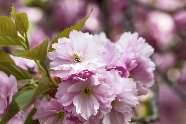 Цветущие Розовые Японские Вишни Цветы Сакуры Prunus Serrulata Kanzan Европе — стоковое фото
