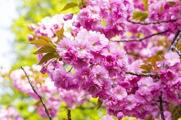 Розпусканні Рожеві Японська Вишня Або Сакура Квіти Японська Вишня Або — стокове фото