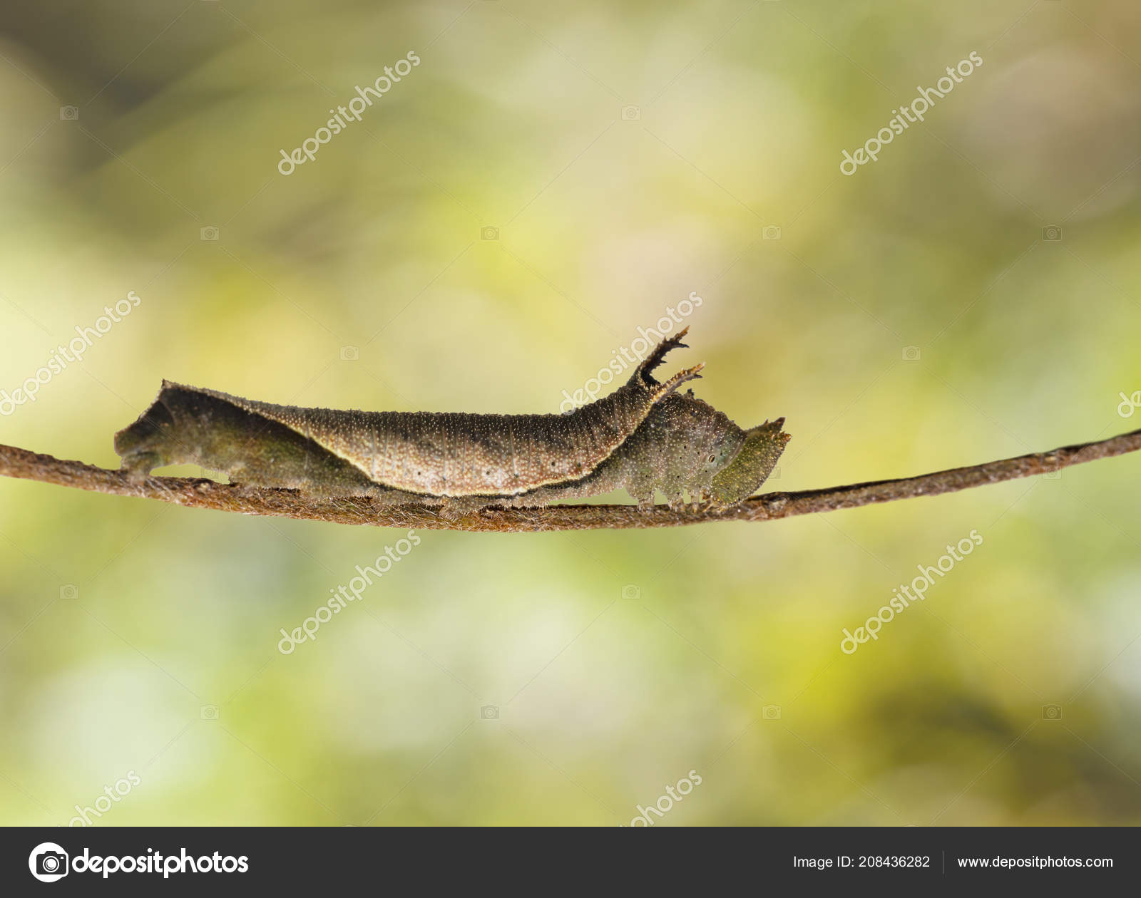 Yellow Caterpillar Identification Chart