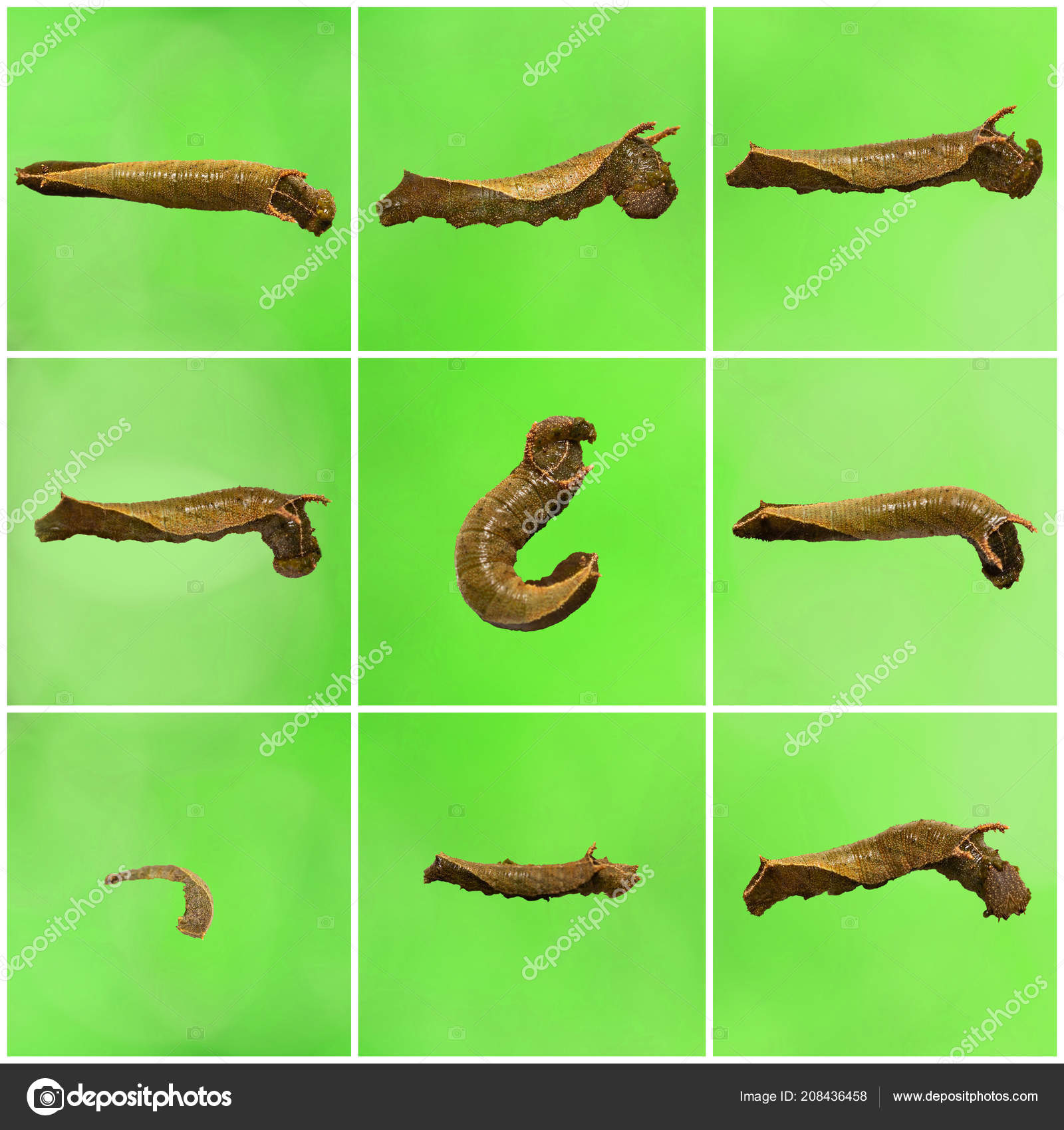 Green Caterpillar Identification Chart