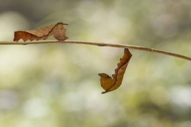 Ana bilgisayar bitki dal yeşil arka plana sahip üzerinde yürüyen olgun caterpillar ortak Hintli kelebek (Pantoporia hordonia)