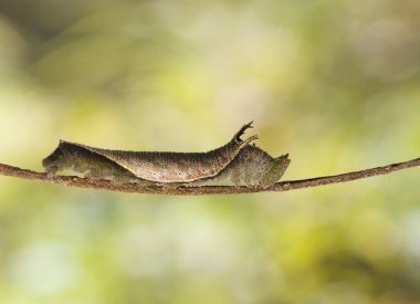Dal ile renkli arka plan üzerinde yürüyen Caterpillar ortak Hintli kelebek (Pantoporia hordonia)