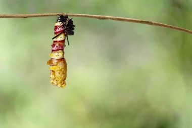 Dal yeşil backgrund ile asılı deri değiştirme Caterpillar'a chrysalis Leopard lacewing kelebek (Cethosia cyane euanthes) 