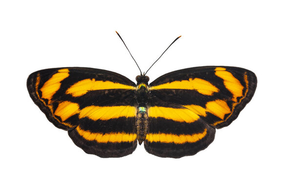 Isolated dorsal view of common lascar butterfly ( Pantoporia hordonia ) on white with clipping path