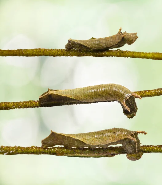 Caterpillar Common Lascar Butterfly Pantoporia Hordonia Eating Host Plant Leaf — Stock Photo, Image