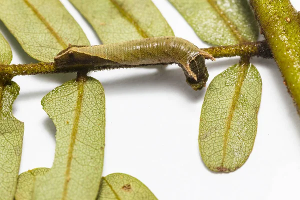 Caterpillar Eszik Befogadó Növény Levél Közös Lascar Pillangó Pantoporia Hordonia — Stock Fotó