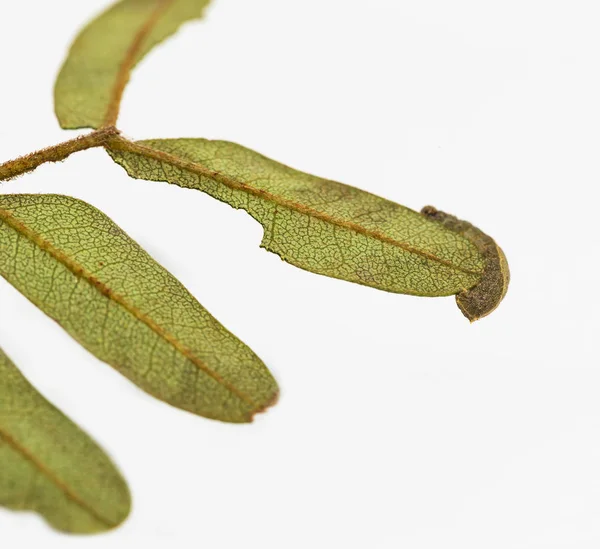 普通摩罗蝶 Pantoporia Hordonia 吃寄主植物叶的毛虫 — 图库照片