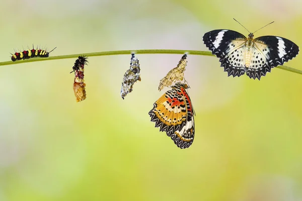 Transformation Caterpillar Caterpillar Chrysalis Leopard Lacewing Butterfly Cethosia Cyane Euanthes — Stock Photo, Image