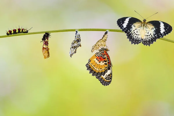 Transformatie Van Rups Naar Rups Naar Chrysalis Leopard Lacewing Vlinder — Stockfoto