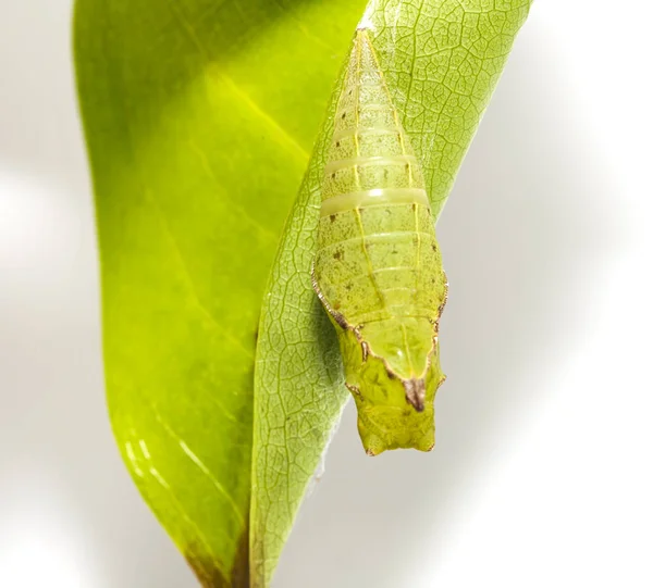 緑の葉に掛かっている蝶尾ジェイ Graphium アガメムノーン — ストック写真