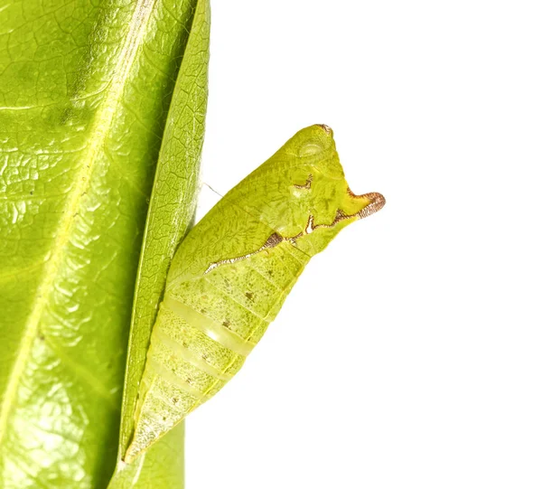 Crisálida Cauda Jay Borboleta Graphium Agamemnon Pendurado Folha Verde — Fotografia de Stock