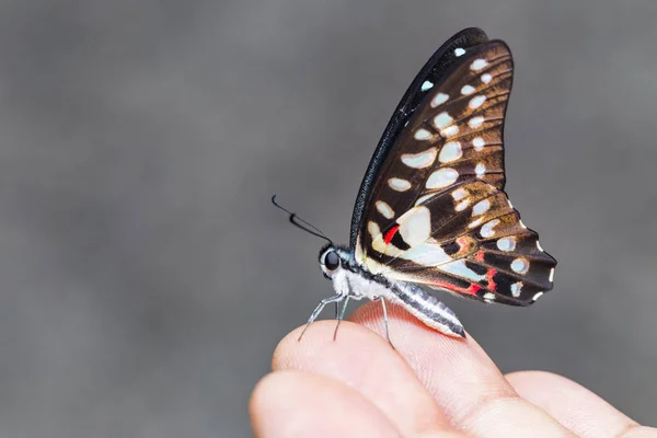 Eichelhäher Schmetterling Graphium Doson Ruht Auf Menschlichem Finger — Stockfoto