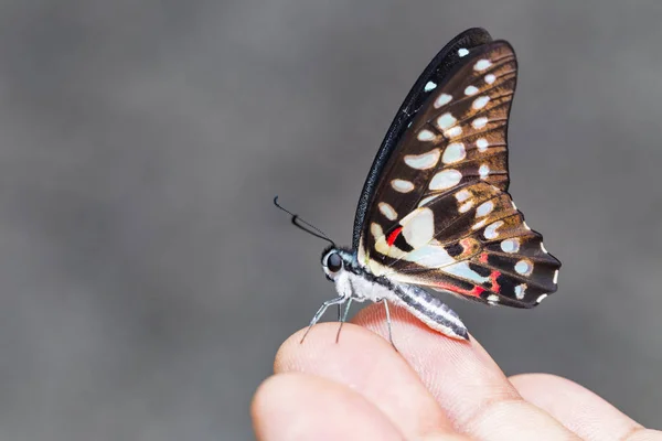 Borboleta Gaio Comum Graphium Doson Está Descansando Dedo Humano — Fotografia de Stock