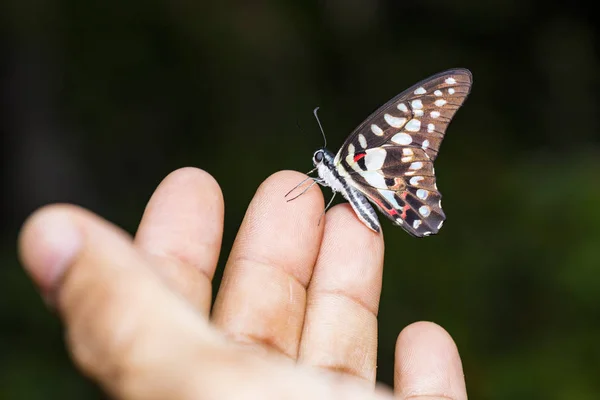 Common Jay Butterfly Graphium Doson Resting Human Finger — Stock Photo, Image