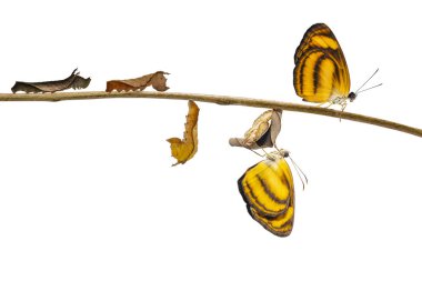 Ortak Hintli kelebek (Pantoporia hordonia) caterpillar ve chrysalis kırpma yoluyla dal üzerinde izole dönüştürme