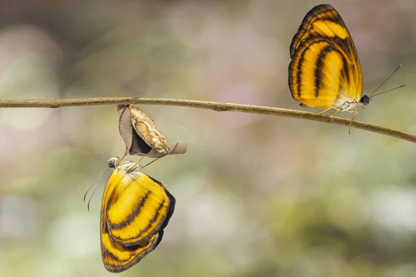 Emergiu Crisálida Borboleta Lascar Comum Pantoporia Hordonia Galho Com Fundo — Fotografia de Stock