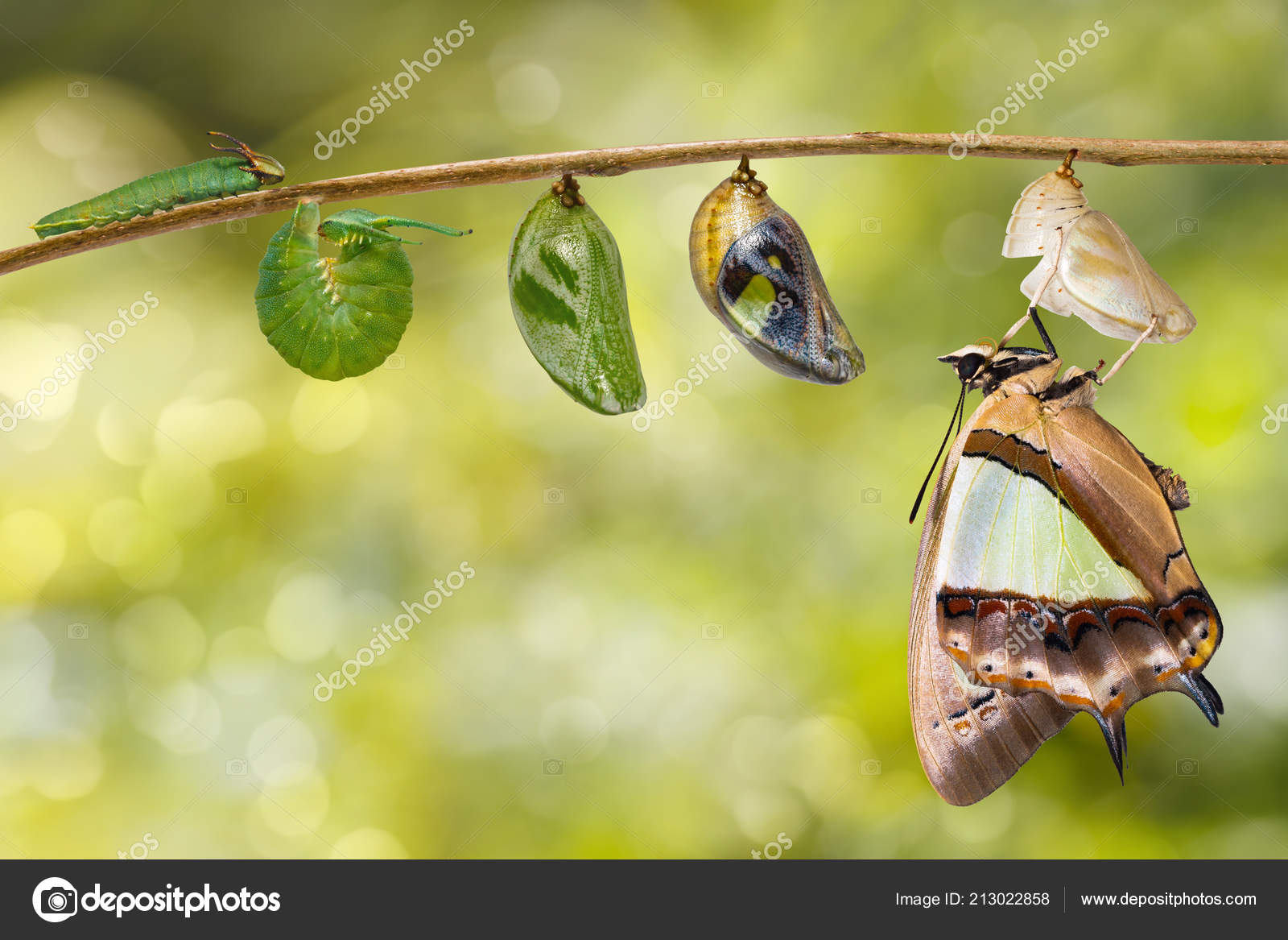 애벌레 번데기 나뭇가지 성장에 매달려에서 일반적인 Nawab Polyura Athamas — 스톡 사진 © mathisa  #213022858, image size:1600x1167