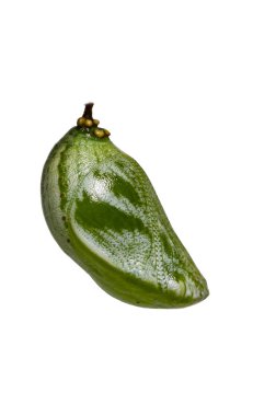 İzole krizalid veya pupa veya Koza ortak bahadır kelebek (Polyura athamas) beyaz, metamorfoz, büyüme