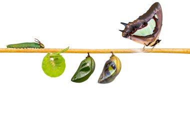 Yalıtılmış Dönüştürme ve ortak bahadır kelebek (Polyura athamas) caterpillar chrysalis asılı dal, metamorfoz, büyüme kırpma yoluyla gelen yaşam döngüsü