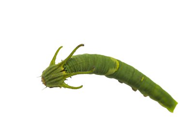 5 beyaz kırpma yolu ile sahnede ortak bahadır kelebek (Polyura athamas) izole tırtıl