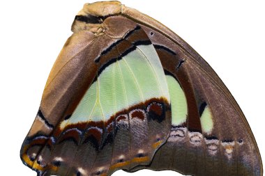 Ortak bahadır (Polyura athamas) kelebek kanatları için arka plan dokusu kadar kapatın