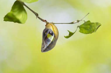 Ana bilgisayar bitki dal yeşil arka plana sahip asılı Olgun chrysalis ortak bahadır kelebek (Polyura athamas)