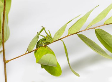 Caterpillar ortak bahadır kelebek (Polyura athamas) ana bilgisayar bitki yaprak üzerinde yürüme 5 aşamada