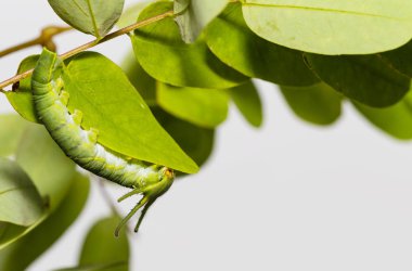 Caterpillar ortak bahadır kelebek (Polyura athamas) ana bilgisayar bitki yaprak üzerinde yürüme 5 aşamada