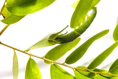 Caterpillar ortak bahadır kelebek (Polyura athamas) ana bilgisayar bitki yaprak üzerinde yürüme 5 aşamada