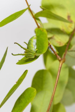 Caterpillar ortak bahadır kelebek (Polyura athamas) ana bilgisayar bitki yaprak üzerinde yürüme 5 aşamada