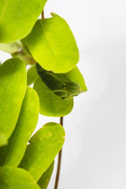Caterpillar ortak bahadır kelebek (Polyura athamas) ana bilgisayar bitki yaprak üzerinde yürüme 5 aşamada