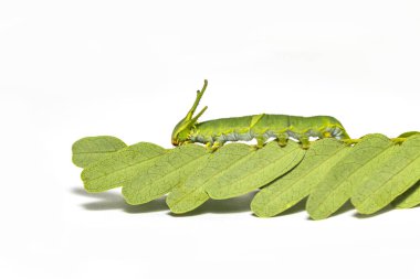 Caterpillar ortak bahadır kelebek (Polyura athamas) ana bilgisayar bitki yaprak üzerinde yürüme 5 aşamada