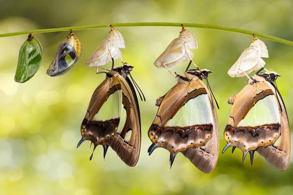 나뭇가지 성장에 매달려 애벌레 번데기에서 일반적인 Nawab Polyura Athamas — 스톡 사진