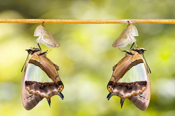 Společné Nawab Motýl Polyura Athamuse Vznikla Kukly Metamorfóza Růst Viset — Stock fotografie