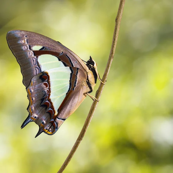 Gewöhnlicher Nawab Schmetterling Polyura Athamas Entstand Aus Chrysalis Metamorphose Wachstum — Stockfoto